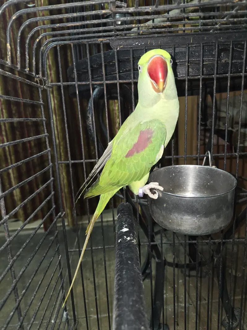 Kashmiri raw pahadi — photo 2