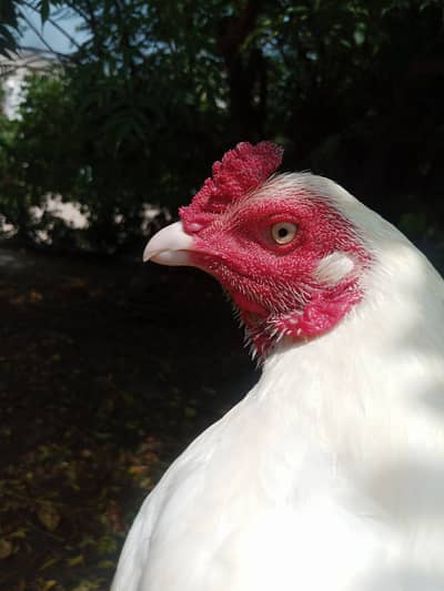 Aseel Hens Heera Murga