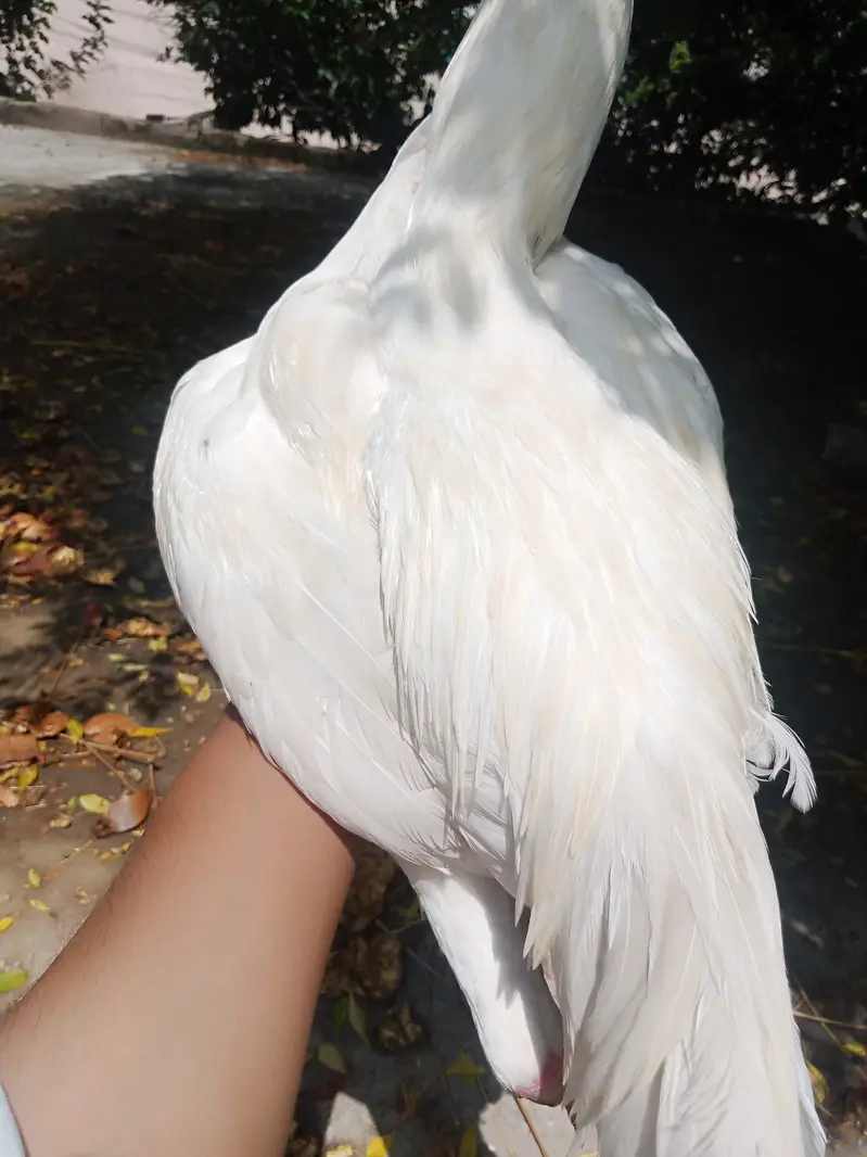 Aseel Hens Heera Murga — photo 2