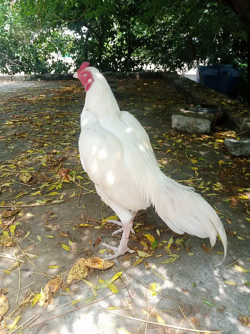 Aseel Hens Heera Murga — photo 3