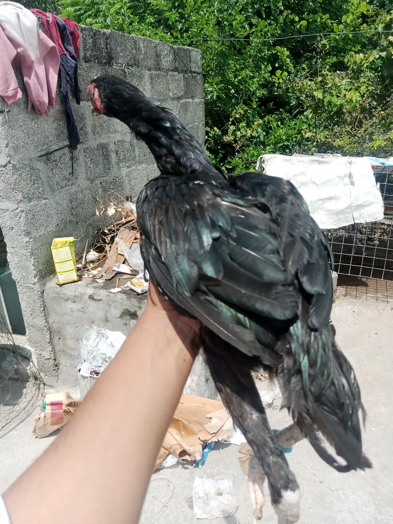 Aseel Hens Heera Murga — photo 4