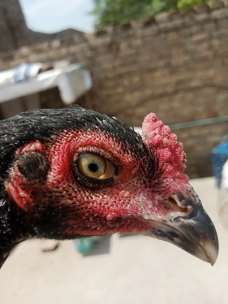 Aseel Hens Heera Murga — photo 5