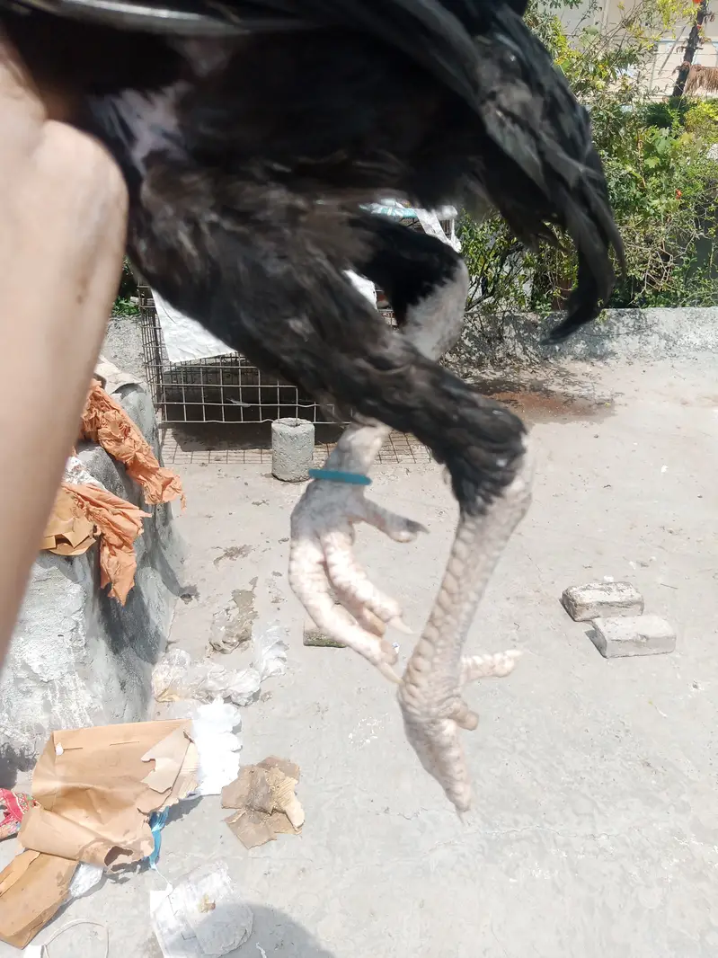 Aseel Hens Heera Murga — photo 6