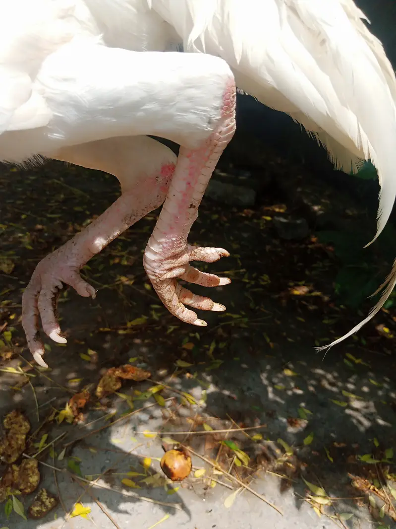 Aseel Hens Heera Murga — photo 7