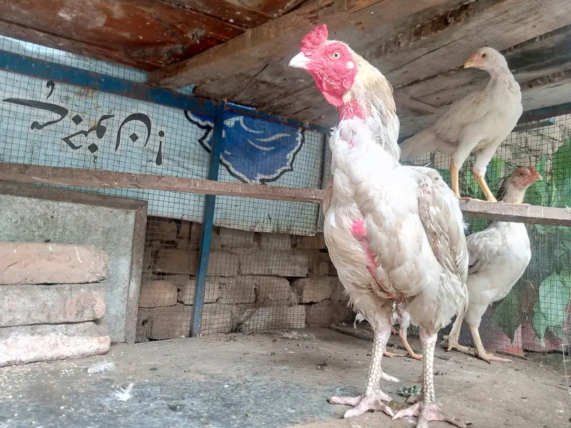 Aseel Hens Heera Murga — photo 8