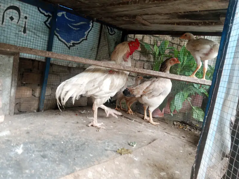 Aseel Hens Heera Murga — photo 9