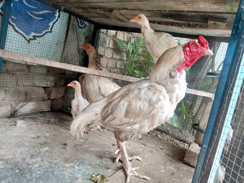 Aseel Hens Heera Murga — photo 10
