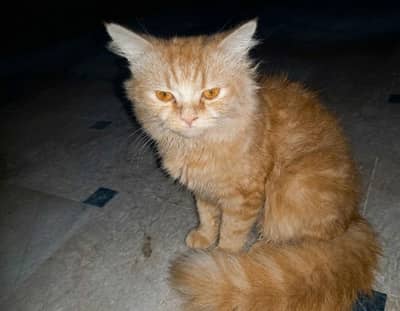 orange cat