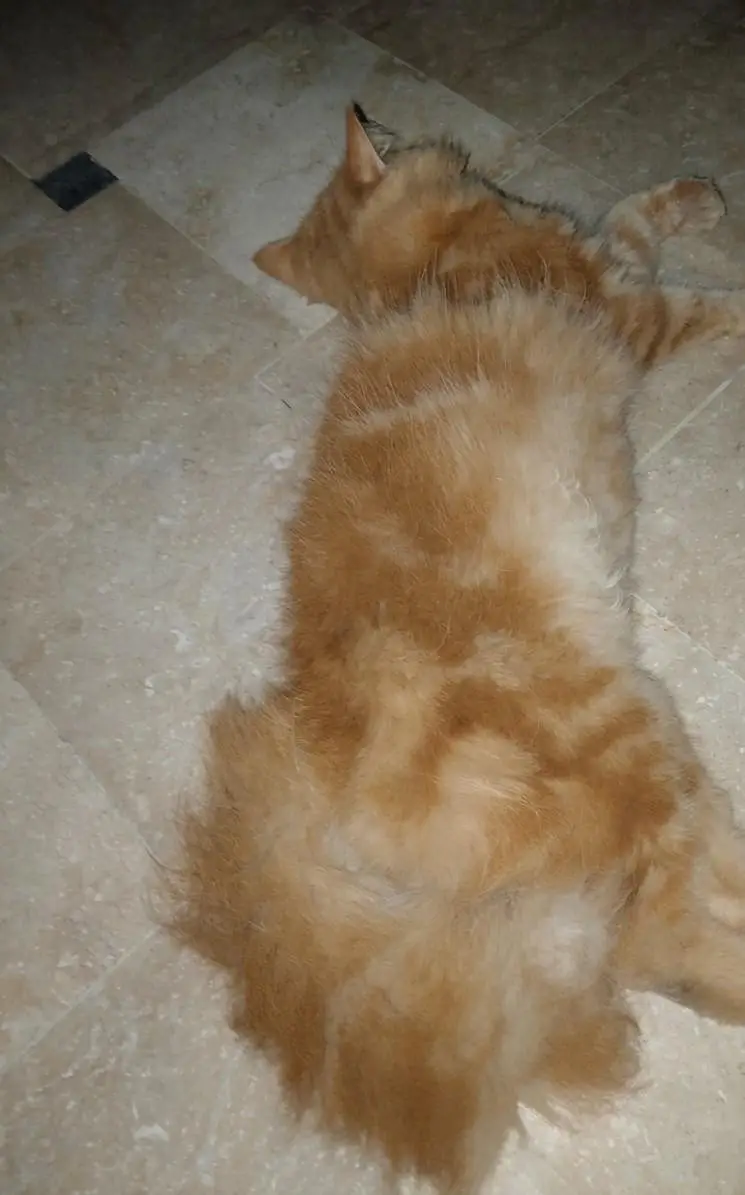 orange cat — photo 2