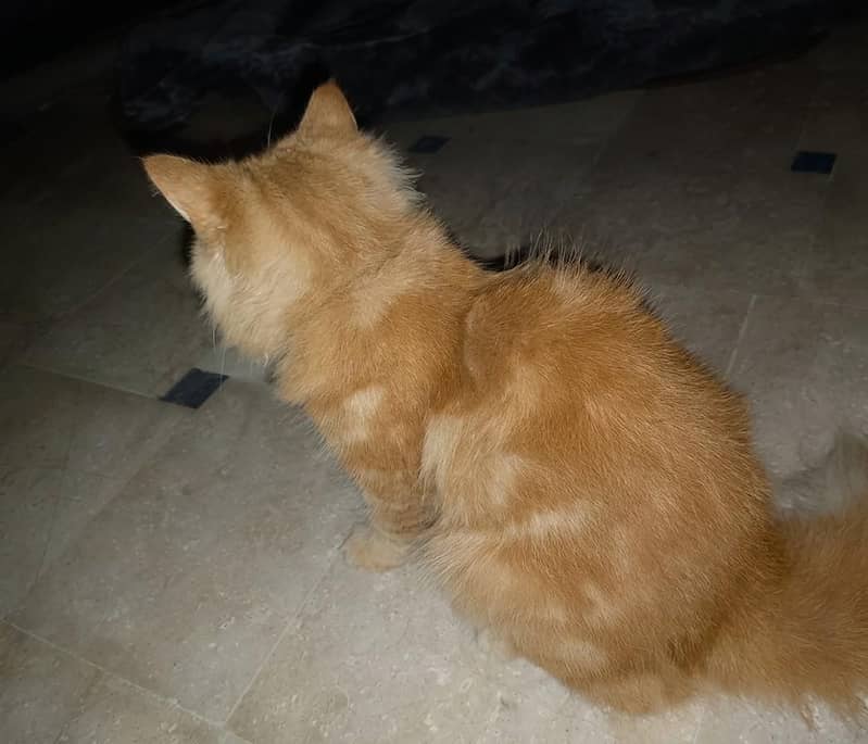 orange cat 2