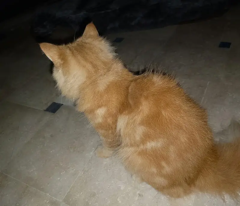 orange cat — photo 3