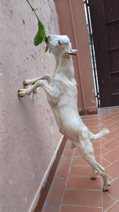 Tedda male for sale 3to4 months