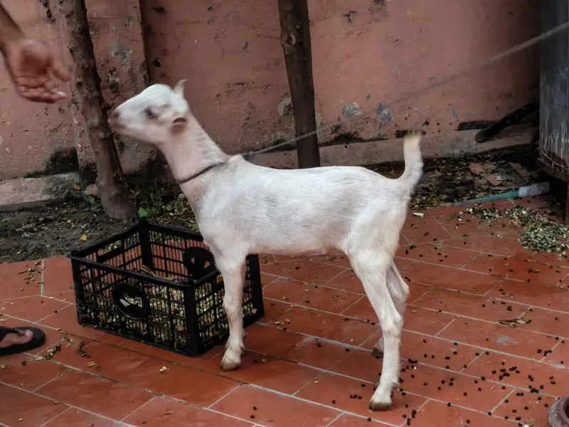 Tedda male for sale 3to4 months — photo 3