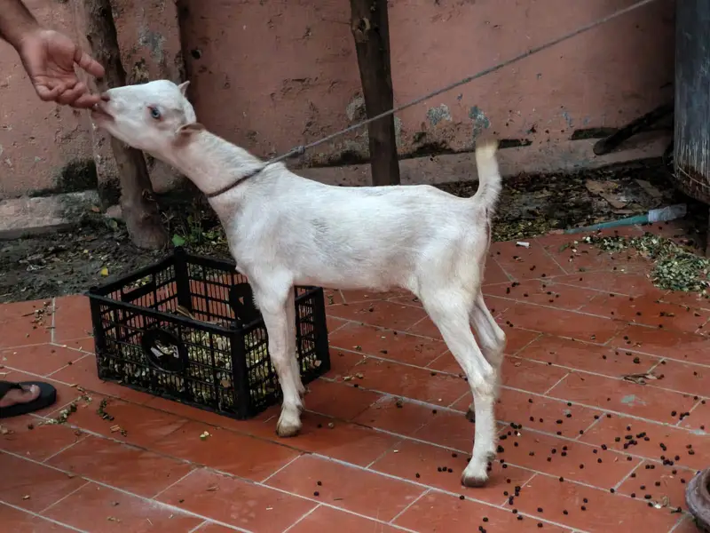 Tedda male for sale 3to4 months — photo 4