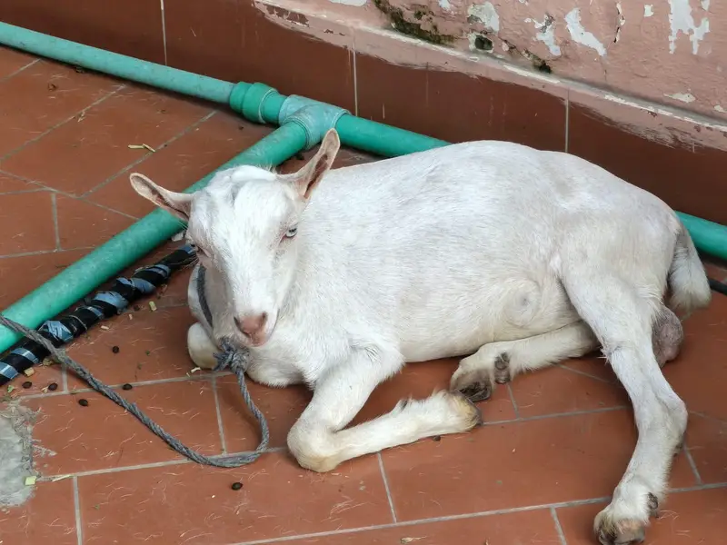 Tedda male for sale 3to4 months — photo 6