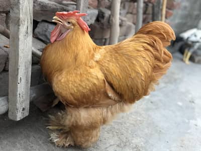 golden heavy buff male
