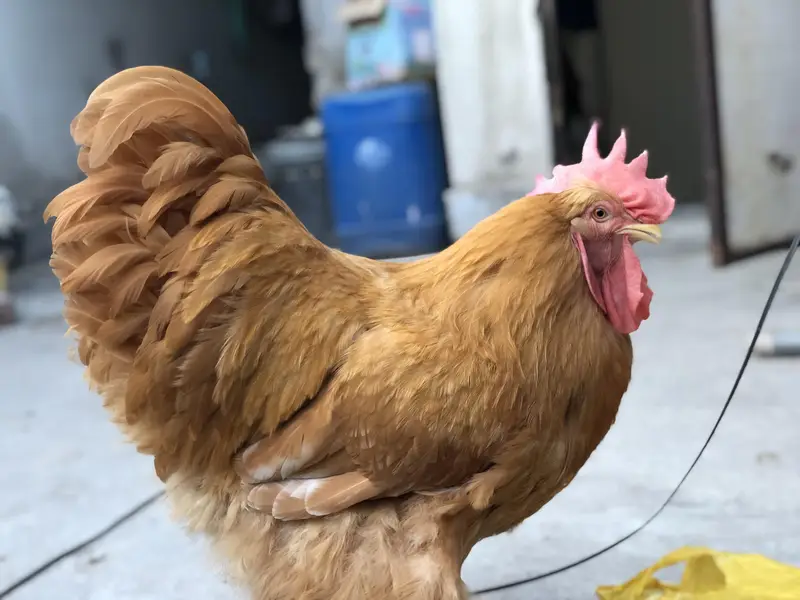 golden heavy buff male — photo 2