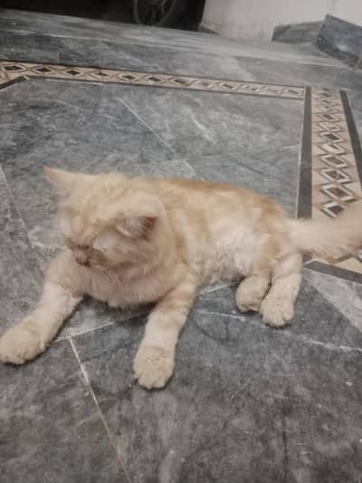 selling a pet