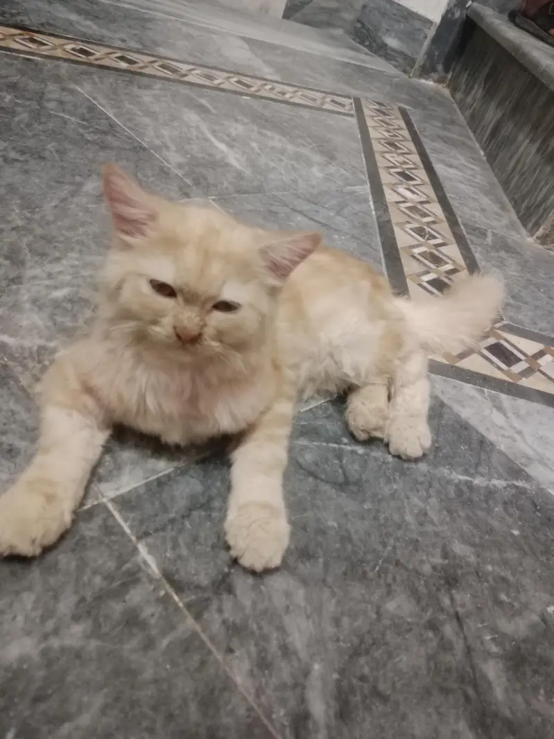 selling a pet — photo 2