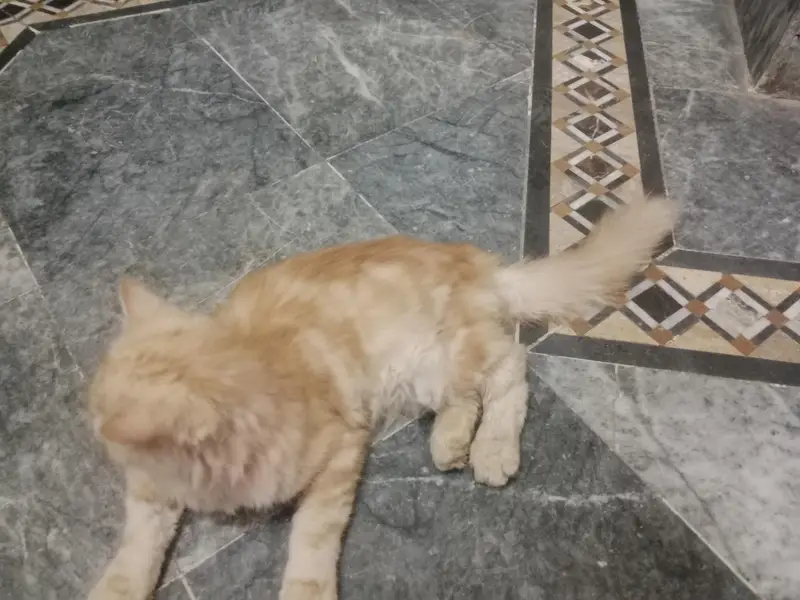 selling a pet — photo 3