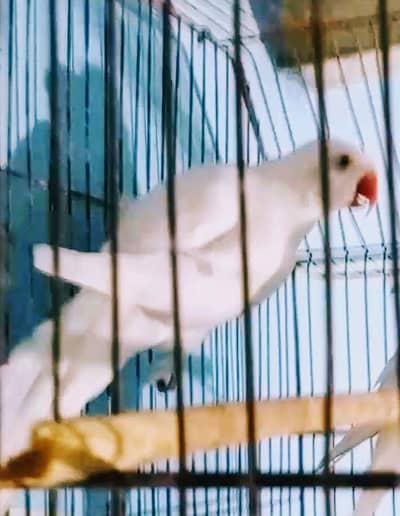 urgent sell white ring neck male