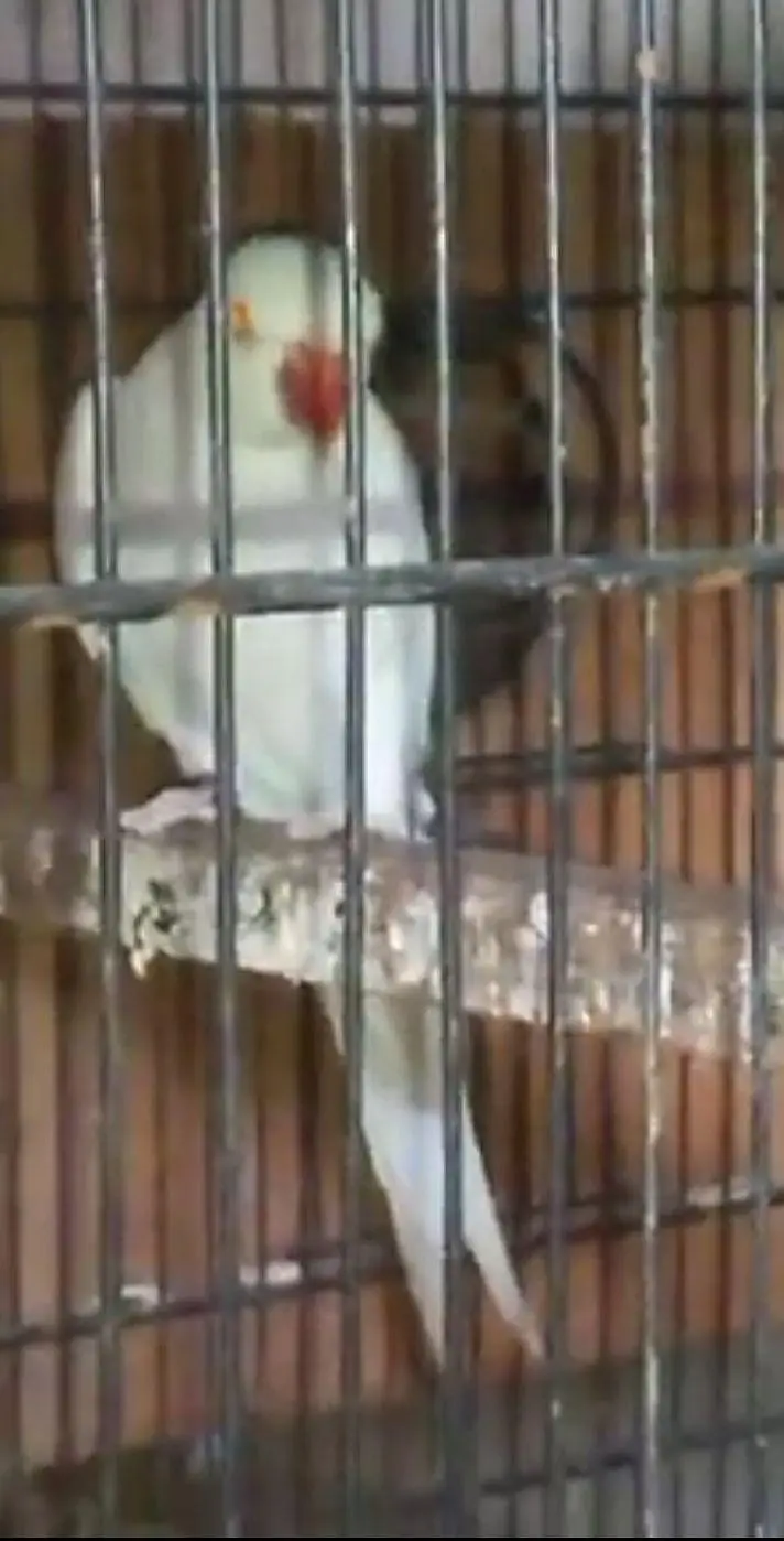 urgent sell white ring neck male — photo 2