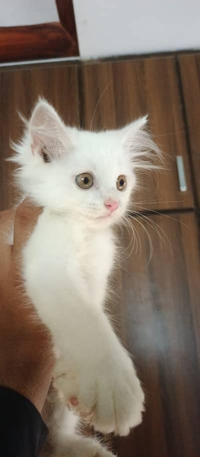 2 months old Pure Persian Cat for sale