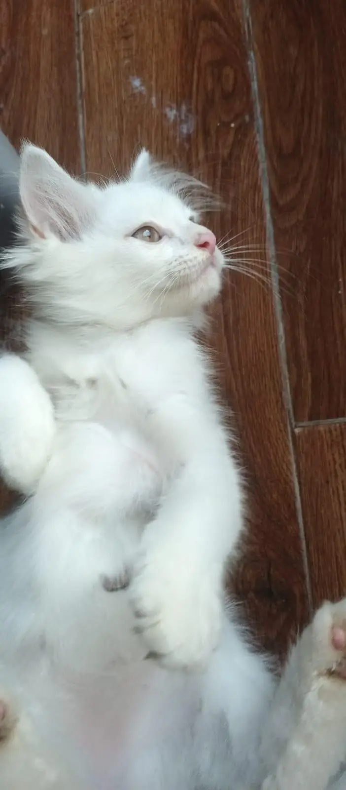2 months old Pure Persian Cat for sale — photo 2