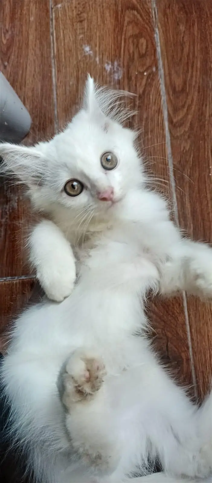 2 months old Pure Persian Cat for sale — photo 3