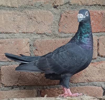 Pigeons For Sale
