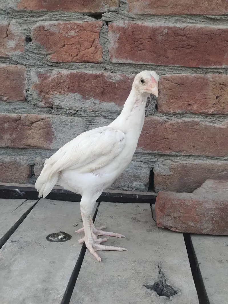 Heera Aseel — photo 3