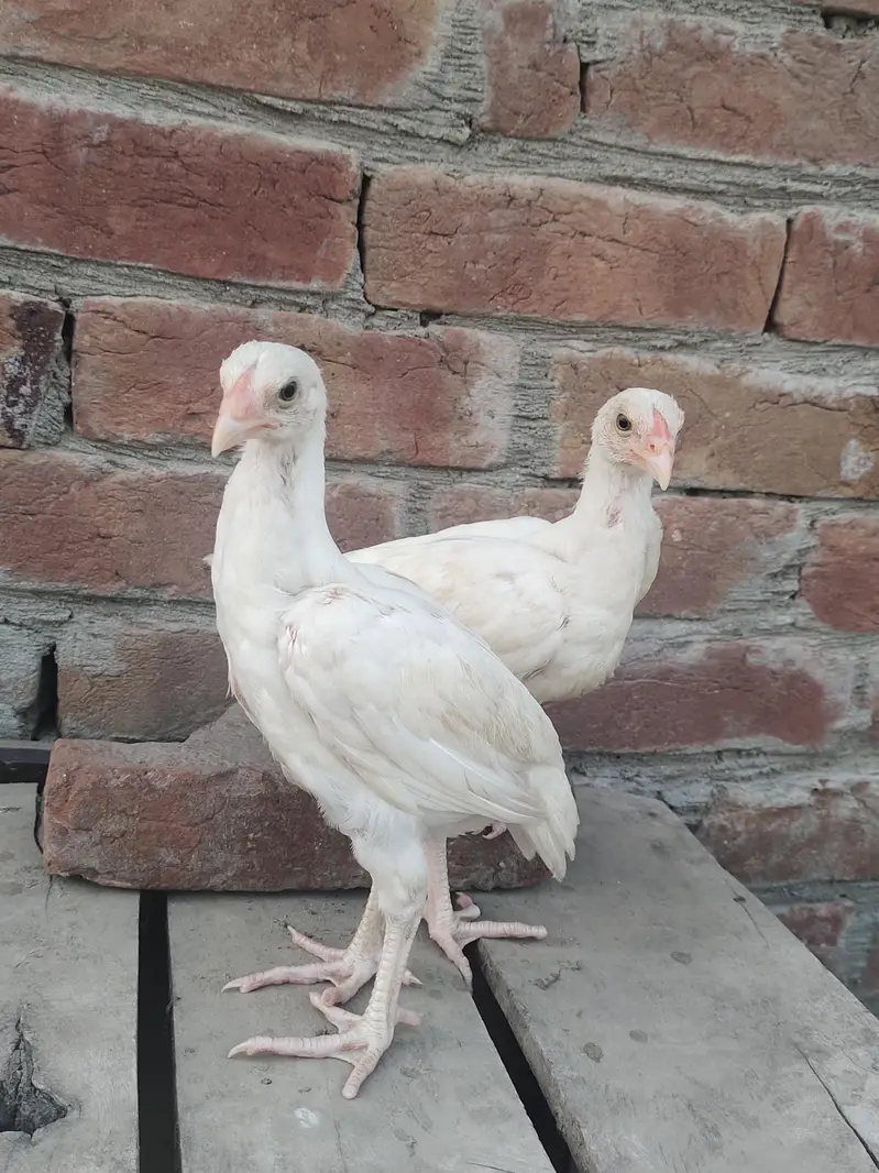 Heera Aseel — photo 5