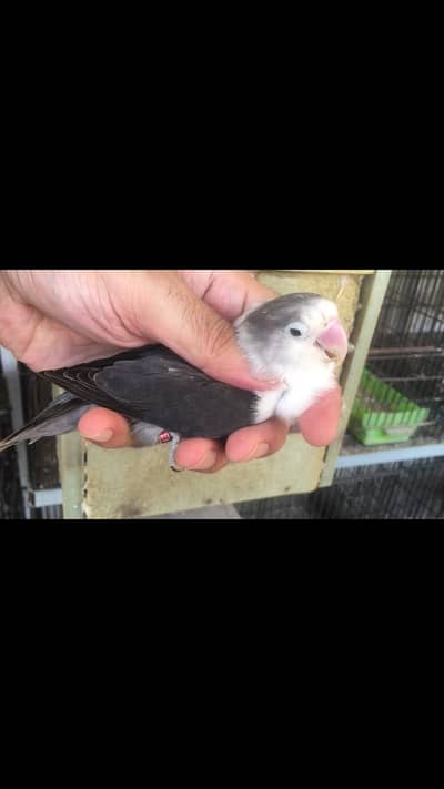 Blue slaty / opaline | Blue dilute opaline
