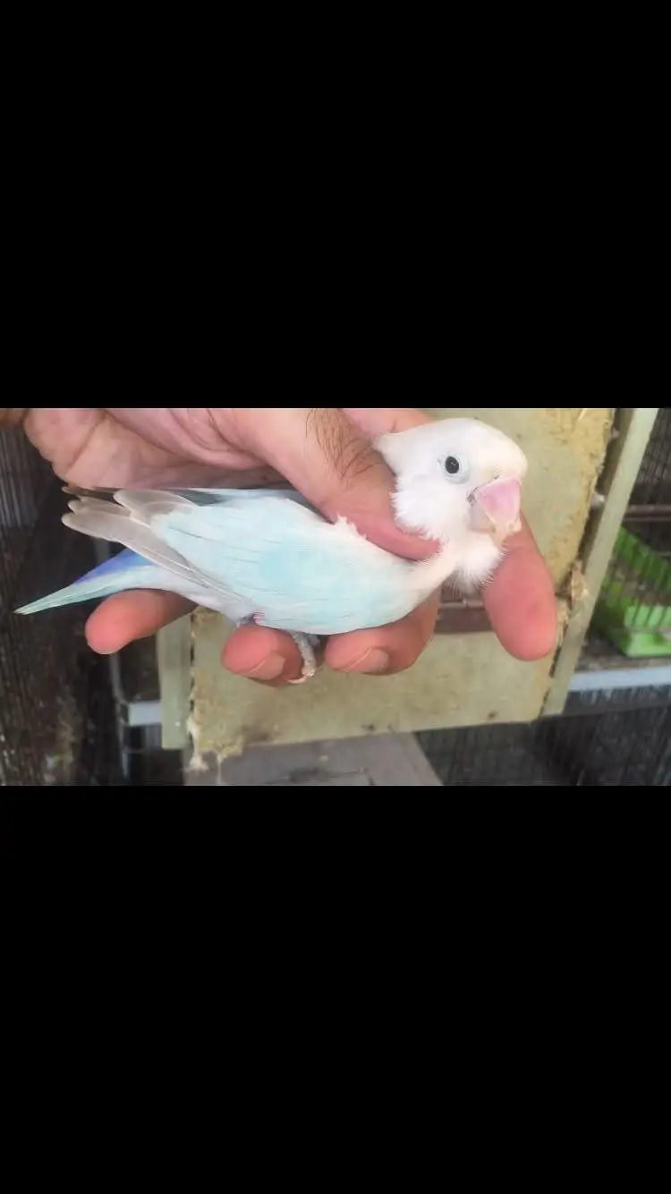 Blue slaty / opaline | Blue dilute opaline — photo 3