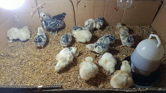 White Silkie, Silver Sebright Chicks 0332-4153261