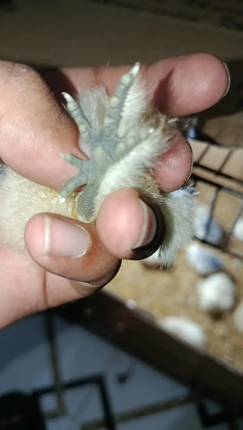 White Silkie, Silver Sebright Chicks 0332-4153261 — photo 2