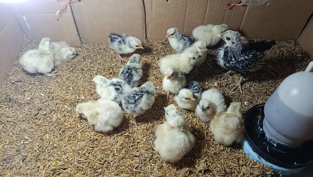 White Silkie, Silver Sebright Chicks 0332-4153261 — photo 3