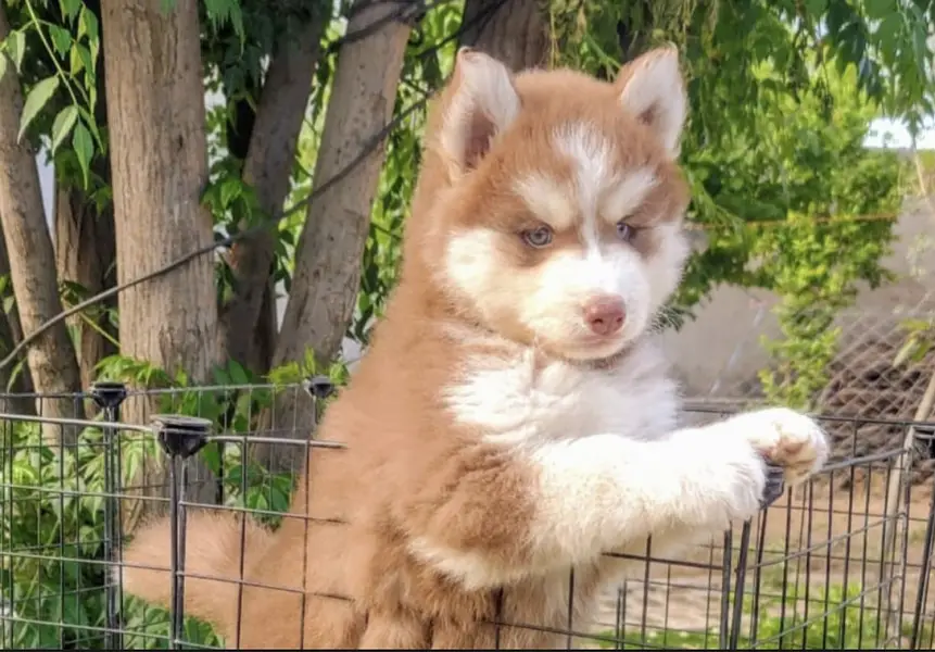 Siberian husky puppies 0330*540*six*1*1*5
