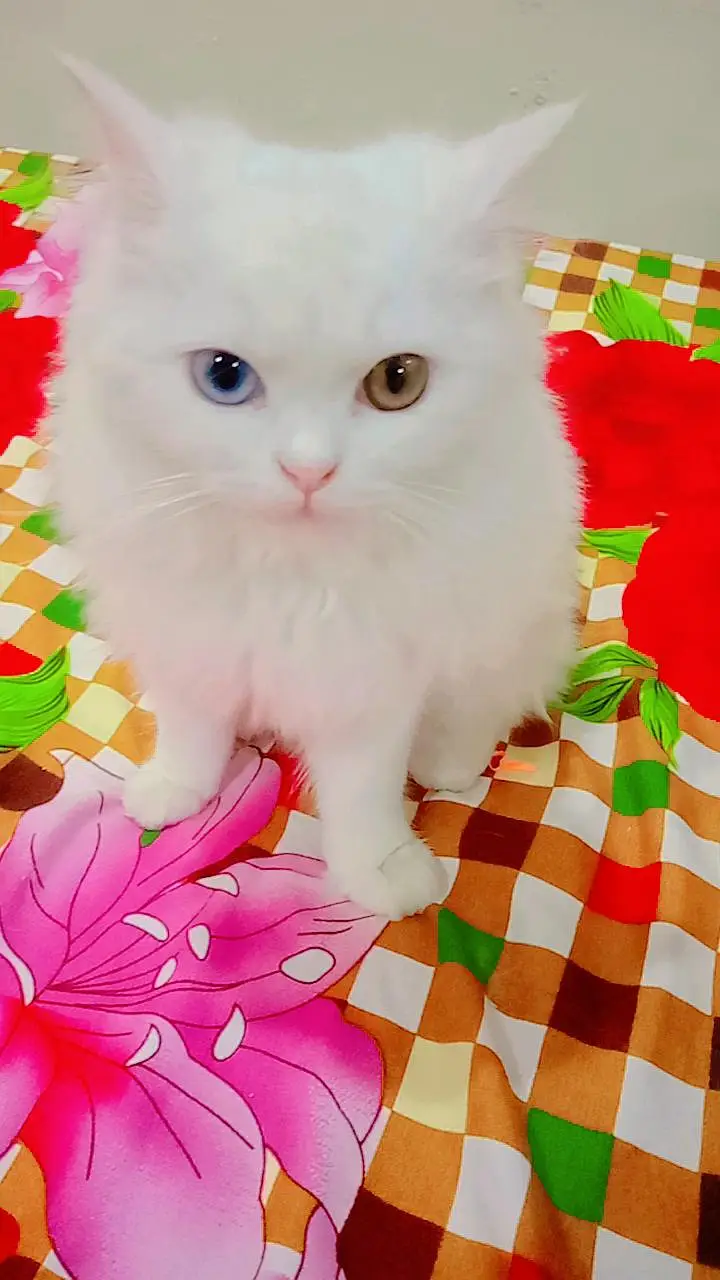 Vaccinated odd eyes fully trained — photo 2