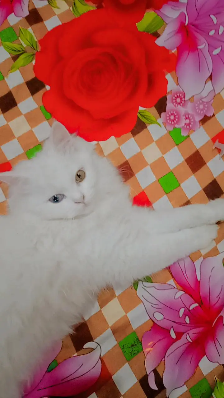 Vaccinated odd eyes fully trained — photo 3