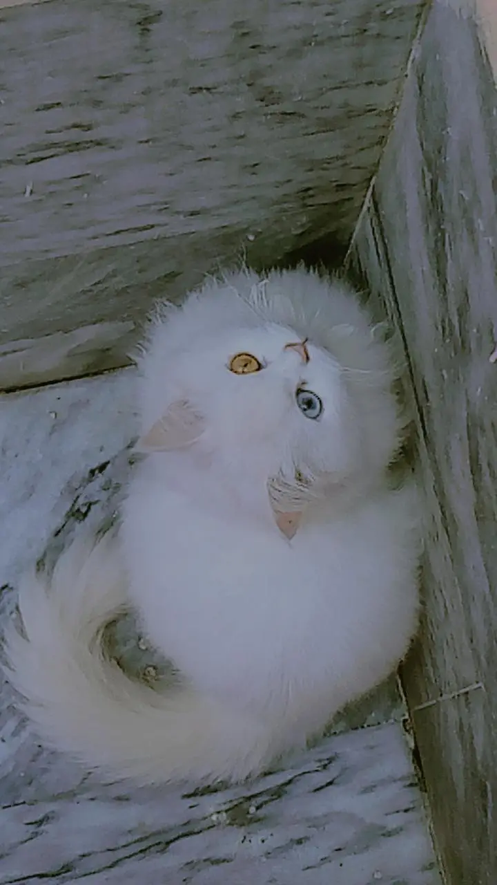 Vaccinated odd eyes fully trained — photo 6