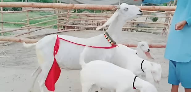 3 bacchon wali bakri for sale call_03230718297