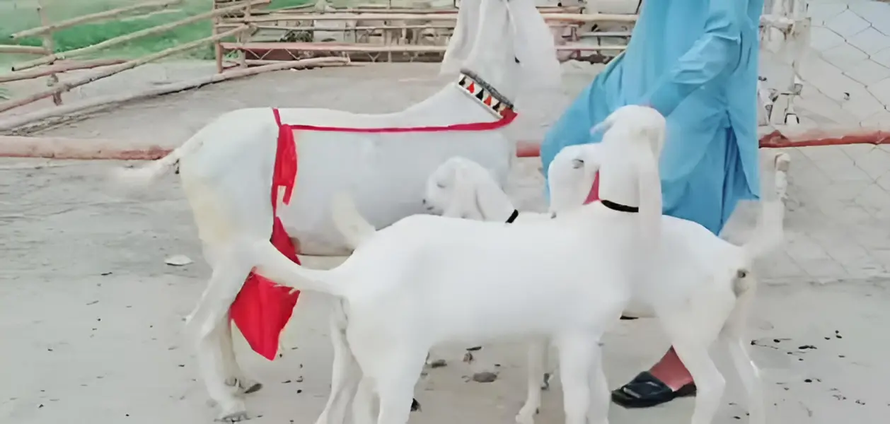 3 bacchon wali bakri for sale call_03230718297 — photo 2