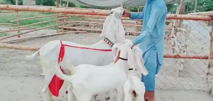 3 bacchon wali bakri for sale call_03230718297 — photo 3