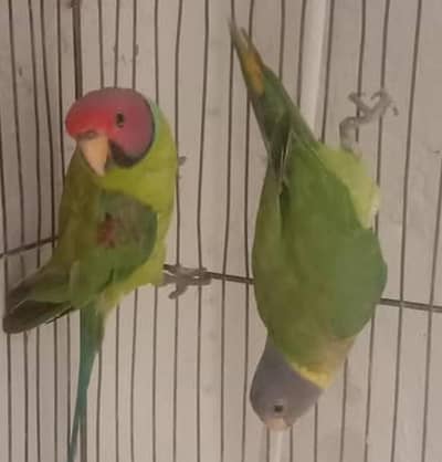 Plum Head Parrot Bonded Pair available | Ready to 1st Breed