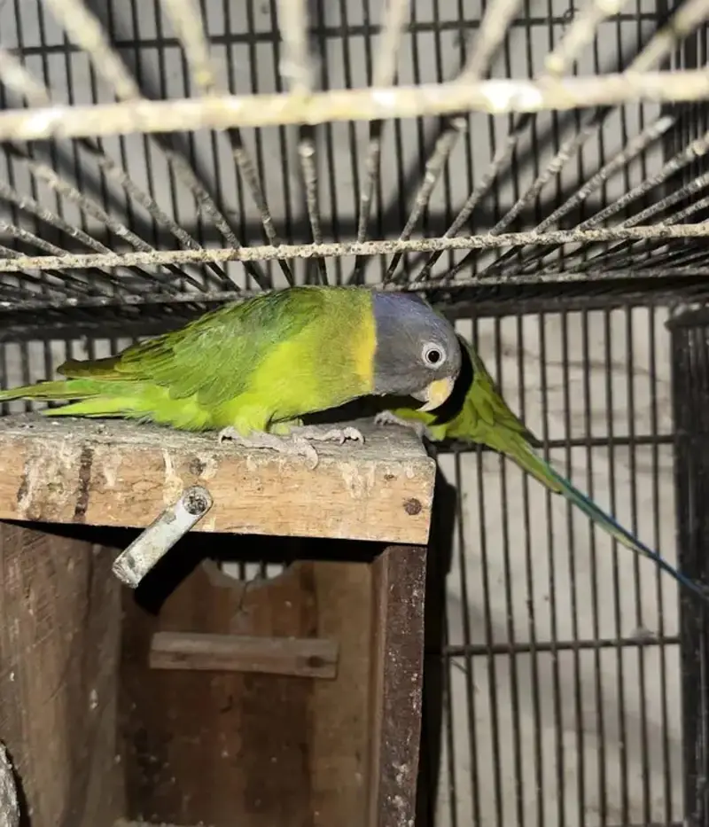 Plum Head Parrot Bonded Pair available | Ready to 1st Breed — photo 2