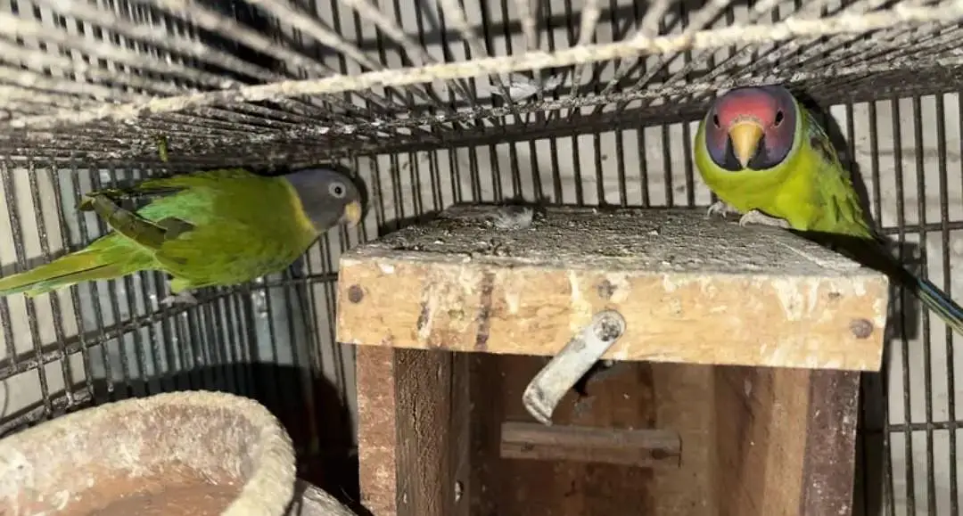 Plum Head Parrot Bonded Pair available | Ready to 1st Breed — photo 3