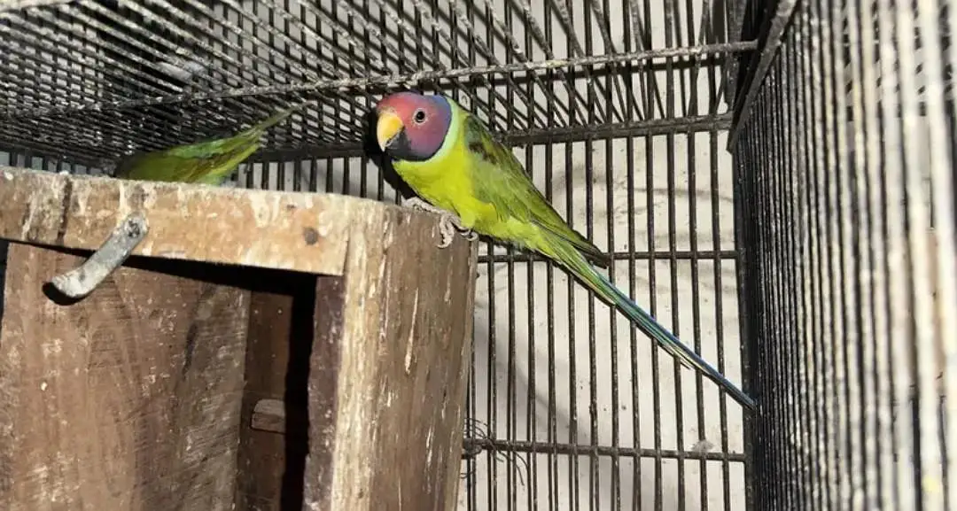 Plum Head Parrot Bonded Pair available | Ready to 1st Breed — photo 4
