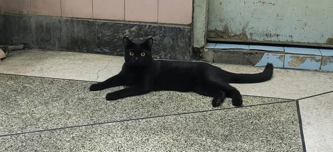 jet black Persian male