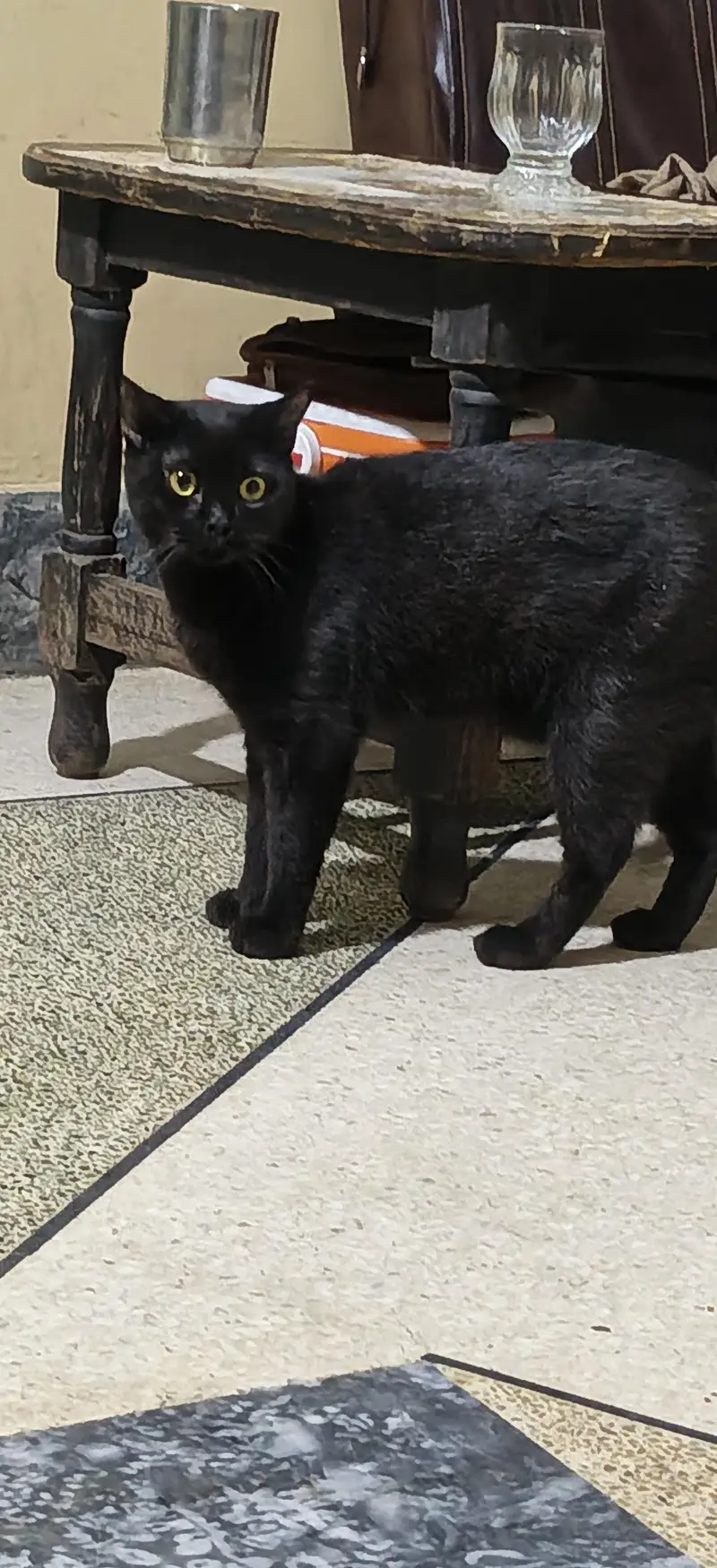 jet black Persian male — photo 2